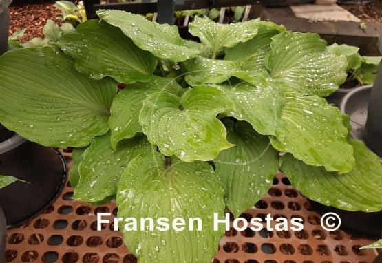 Hosta Holar Red Sea Shell